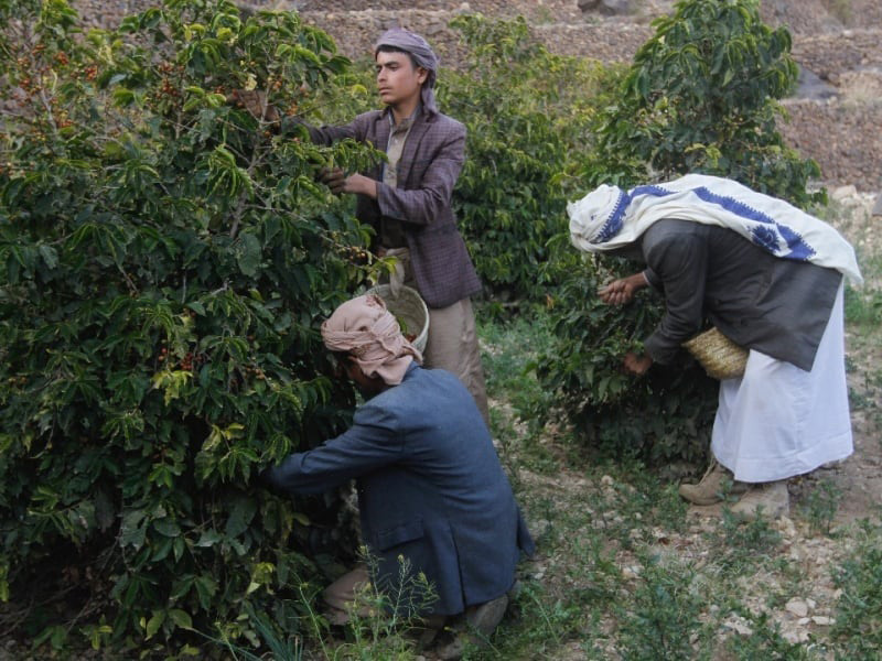 IRORI焙煎師オススメ　珈琲豆１００ｇ×3種セット